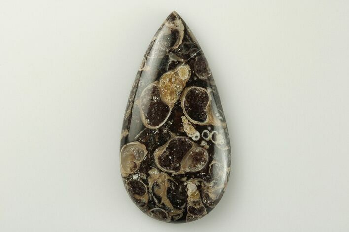 Polished Fossil Turritella Agate Cabochon - Wyoming #195217